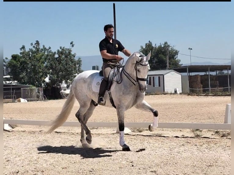 PRE Mix Gelding 6 years 16,2 hh Gray-Dapple in Martfeld