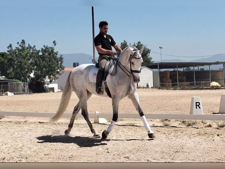 PRE Mix Gelding 6 years 16,2 hh Gray-Dapple in Martfeld