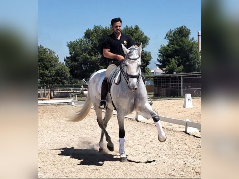 PRE Mix Gelding 6 years 16,2 hh Gray-Dapple in Martfeld