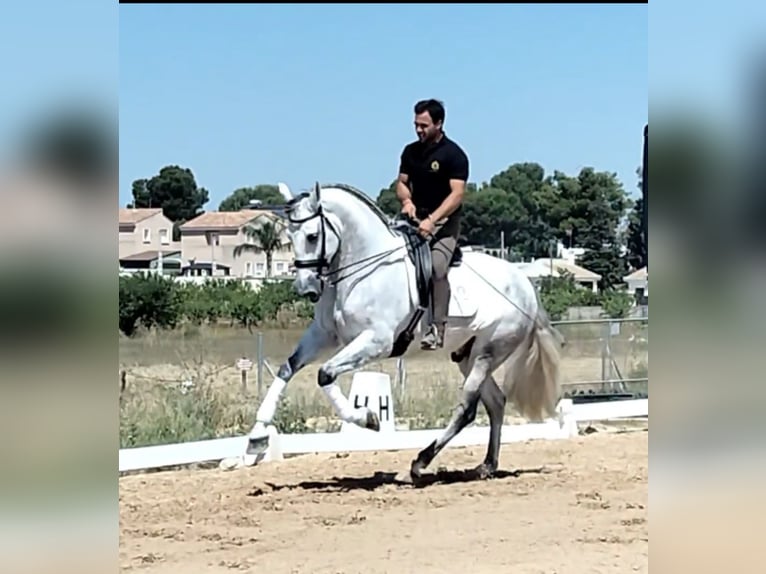 PRE Mix Gelding 6 years 16,2 hh Gray-Dapple in Martfeld