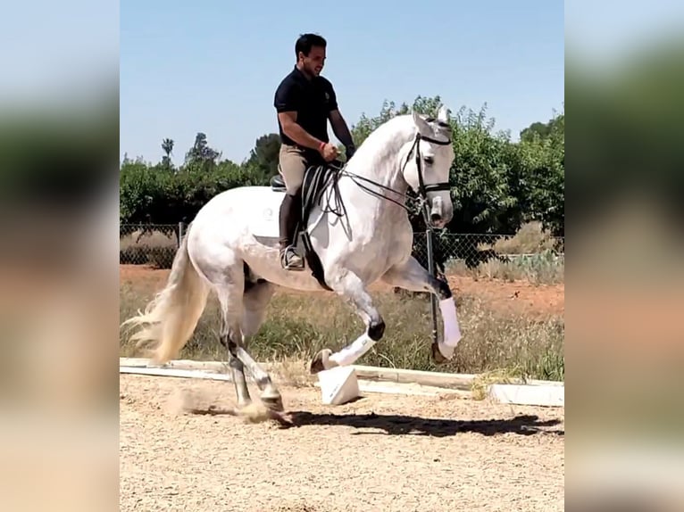 PRE Mix Gelding 6 years 16,2 hh Gray-Dapple in Martfeld