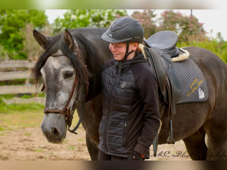 PRE Gelding 6 years 16,2 hh Gray-Dark-Tan in Polenz