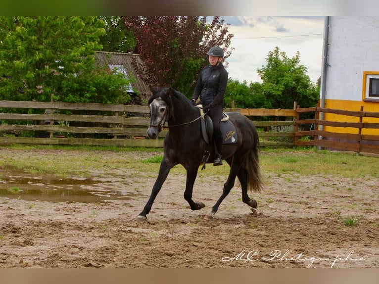 PRE Gelding 6 years 16,2 hh Gray-Dark-Tan in Polenz