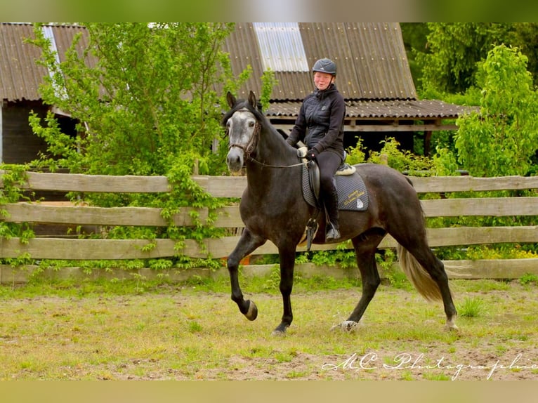 PRE Gelding 6 years 16,2 hh Gray-Dark-Tan in Polenz