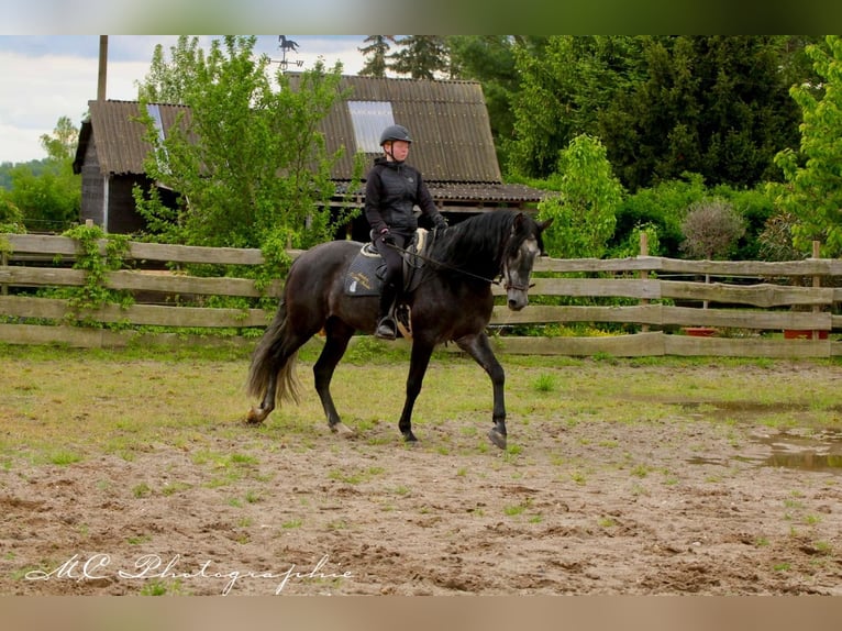 PRE Gelding 6 years 16,2 hh Gray-Dark-Tan in Polenz