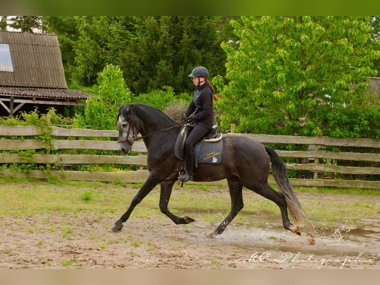 PRE Gelding 6 years 16,2 hh Gray-Dark-Tan in Polenz