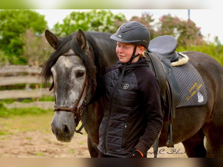 PRE Gelding 6 years 16,2 hh Gray-Dark-Tan in Polenz