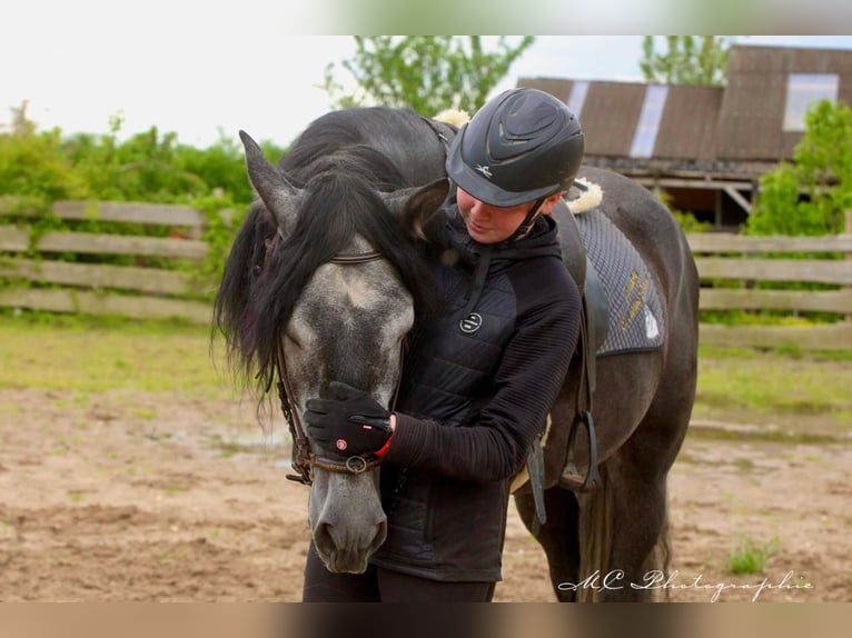 PRE Gelding 6 years 16,2 hh Gray-Dark-Tan in Polenz