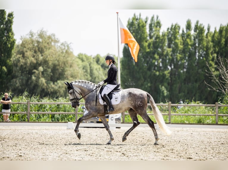 PRE Mix Gelding 6 years 16,2 hh Gray in Sm