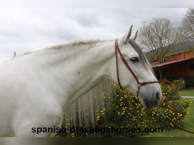 PRE Mix Gelding 6 years 16,2 hh Gray in Barcelona