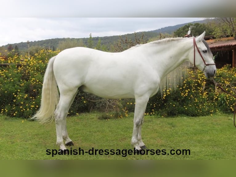 PRE Mix Gelding 6 years 16,2 hh Gray in Barcelona