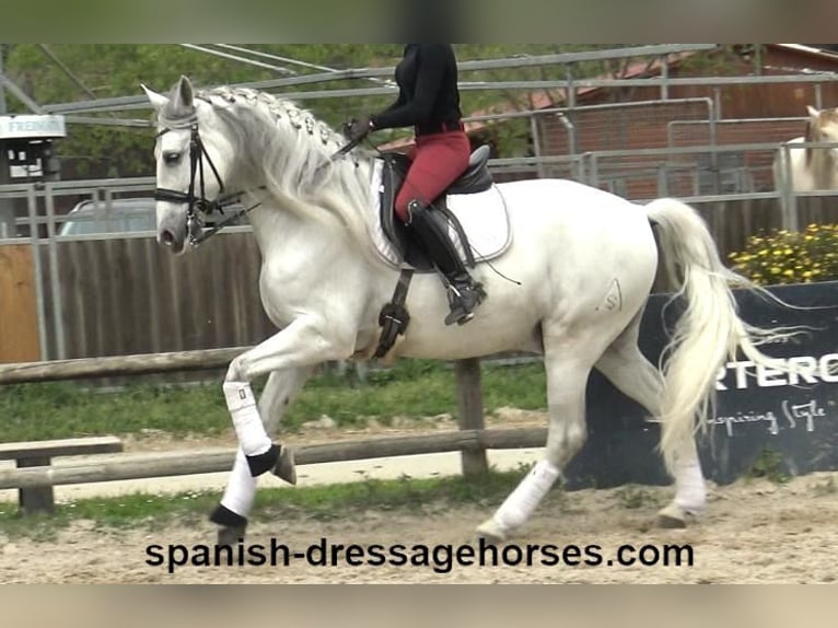 PRE Mix Gelding 6 years 16,2 hh Gray in Barcelona