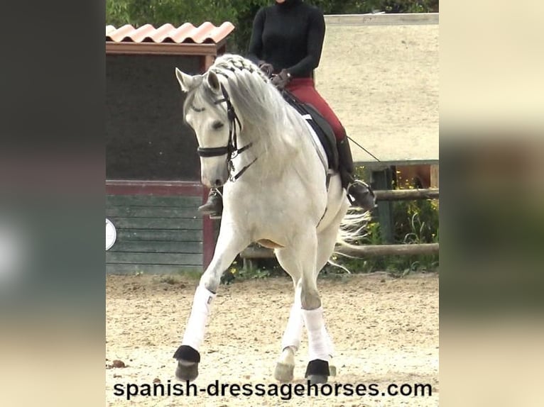 PRE Mix Gelding 6 years 16,2 hh Gray in Barcelona