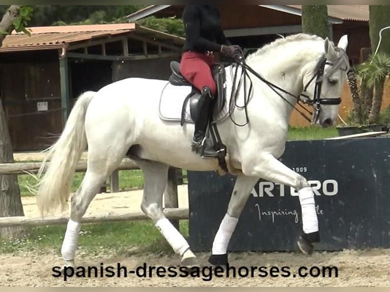 PRE Mix Gelding 6 years 16,2 hh Gray in Barcelona