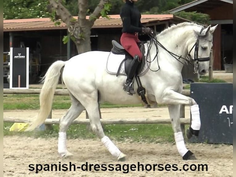 PRE Mix Gelding 6 years 16,2 hh Gray in Barcelona