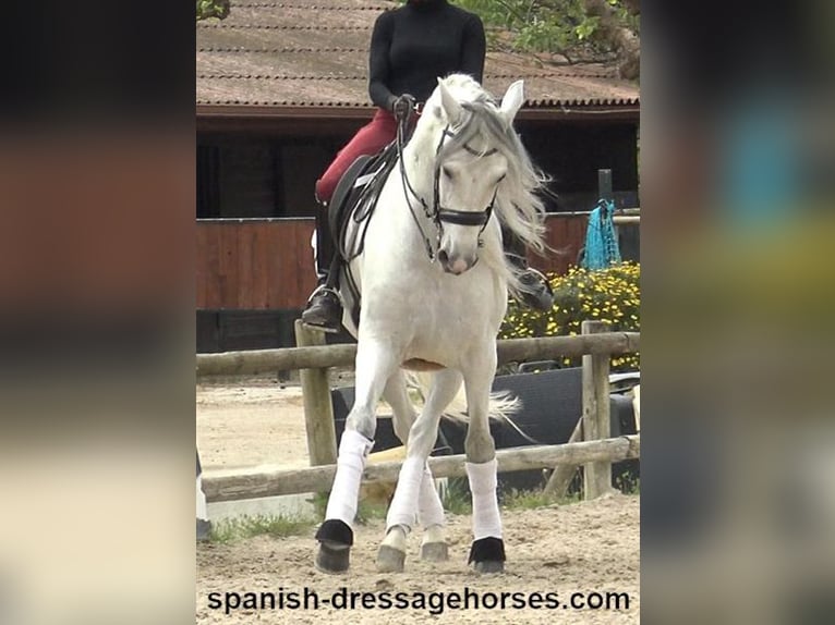PRE Mix Gelding 6 years 16,2 hh Gray in Barcelona