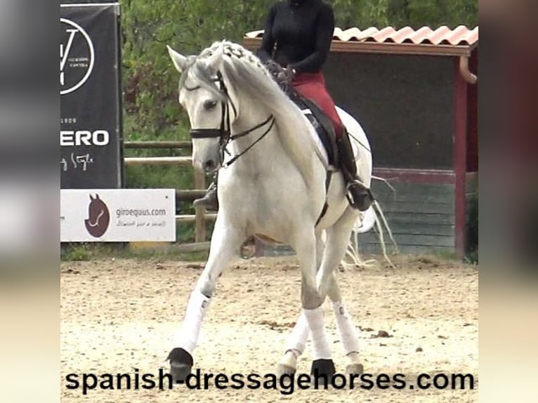 PRE Mix Gelding 6 years 16,2 hh Gray in Barcelona