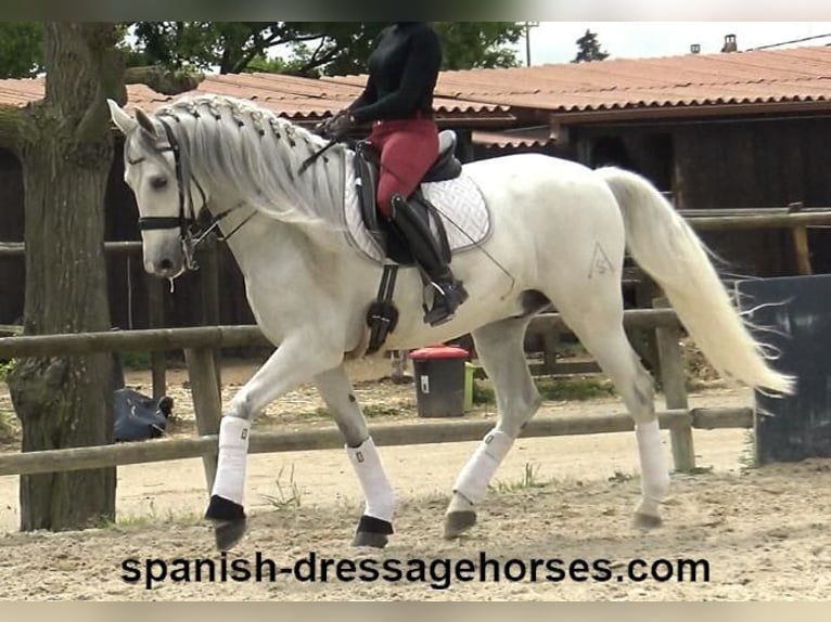PRE Mix Gelding 6 years 16,2 hh Gray in Barcelona