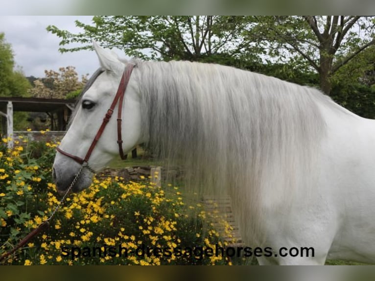 PRE Mix Gelding 6 years 16,2 hh Gray in Barcelona