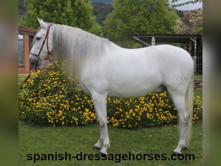 PRE Mix Gelding 6 years 16,2 hh Gray in Barcelona