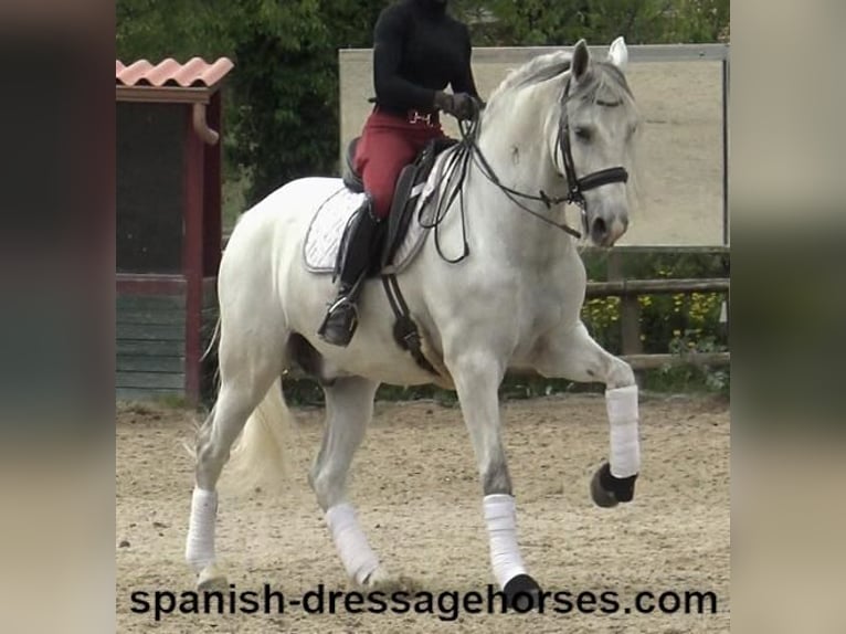 PRE Mix Gelding 6 years 16,2 hh Gray in Barcelona