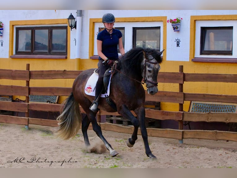 PRE Gelding 6 years 16,2 hh Grey-Dark-Tan in Polenz