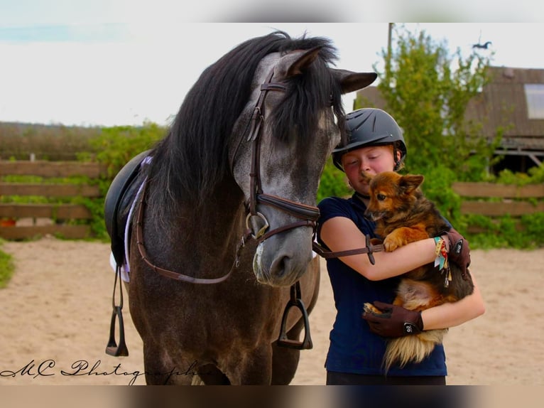 PRE Gelding 6 years 16,2 hh Grey-Dark-Tan in Polenz