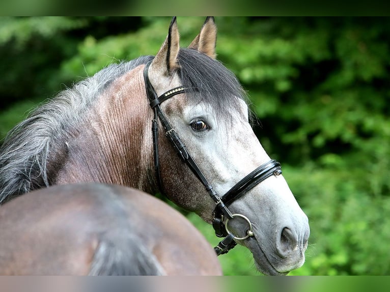 PRE Gelding 6 years 16,2 hh Grey-Dark-Tan in Bötersen