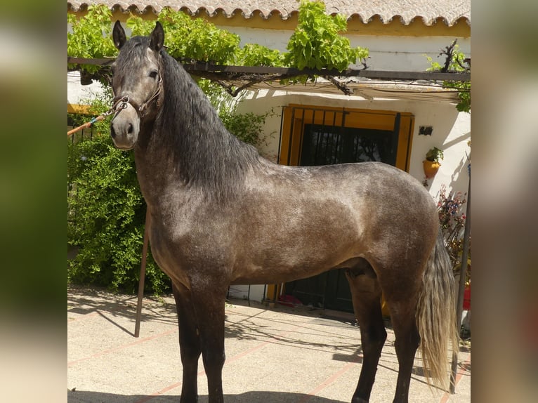 PRE Mix Gelding 6 years 16,2 hh Grey in Sevilla