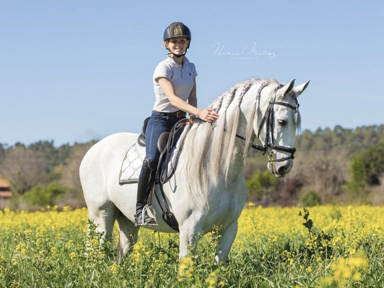 PRE Mix Gelding 6 years 16,2 hh Grey in NAVAS DEL MADRONO