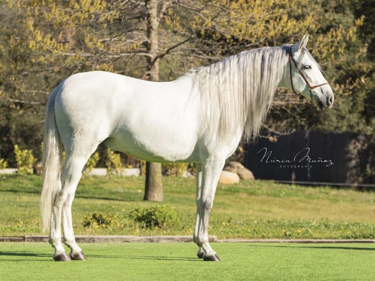 PRE Mix Gelding 6 years 16,2 hh Grey in NAVAS DEL MADRONO