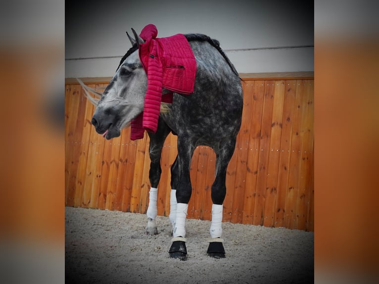 PRE Mix Gelding 6 years 17.2 hh Grey in 's-Gravenhage