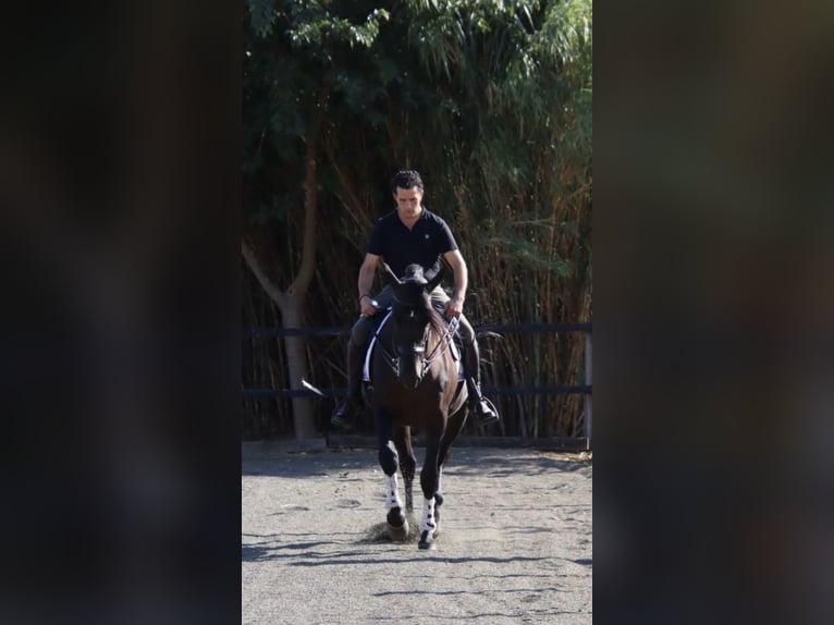PRE Mix Gelding 6 years 17 hh Black in Utiel