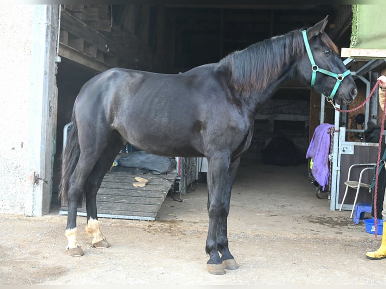 PRE Mix Gelding 6 years 17 hh Black in Klettgau