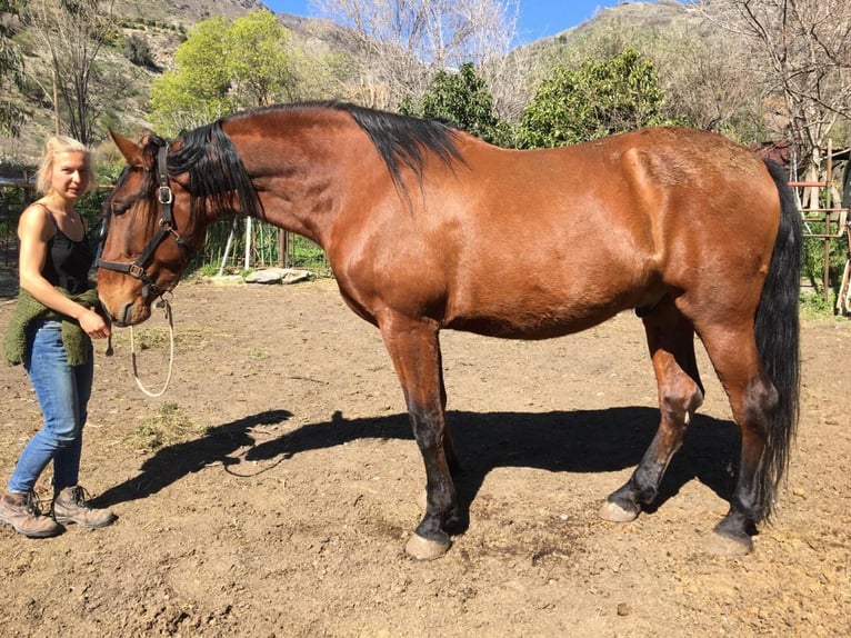 PRE Mix Gelding 6 years 17 hh Brown in Cadiar