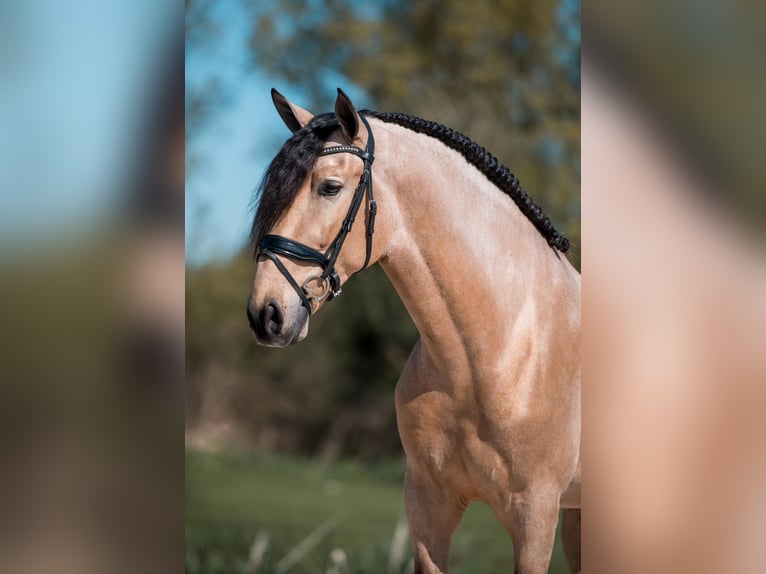 PRE Mix Gelding 6 years 17 hh Buckskin in Vinkeveen