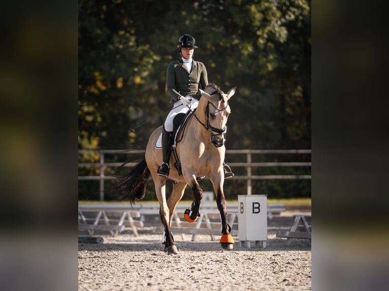 PRE Mix Gelding 6 years 17 hh Buckskin in Vinkeveen
