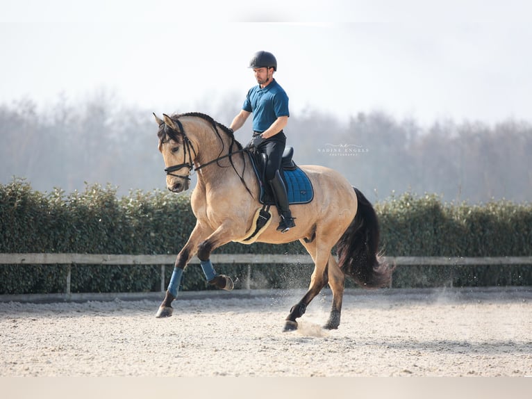 PRE Mix Gelding 6 years 17 hh Buckskin in Vinkeveen