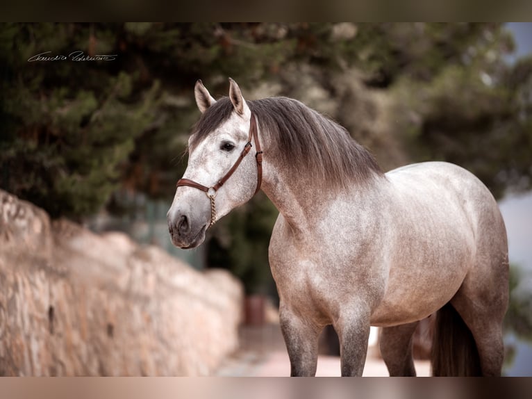 PRE Mix Gelding 6 years 17 hh in El Catllar