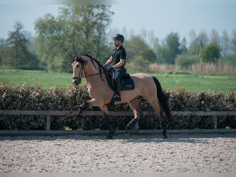 PRE Mix Gelding 6 years 17 hh in Vinkeveen