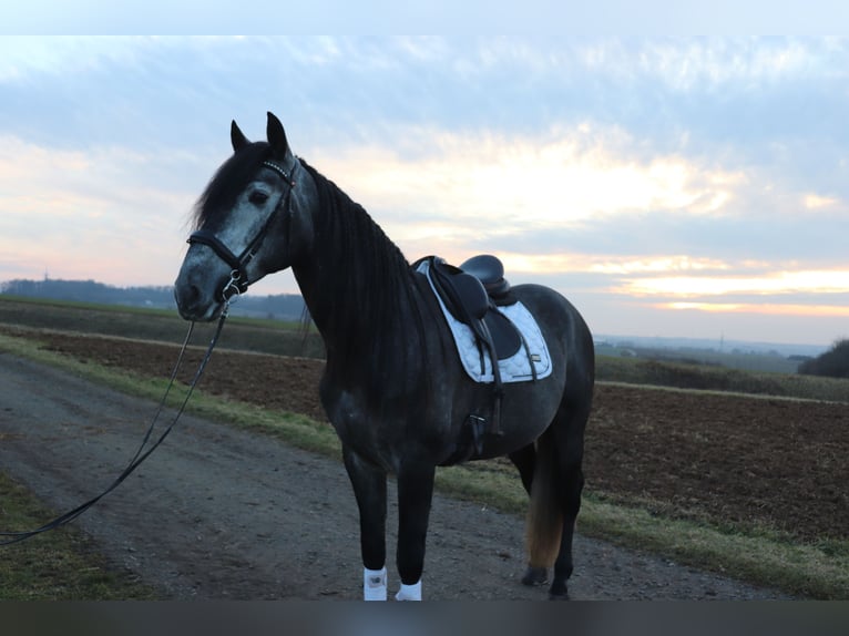 PRE Gelding 6 years 17 hh Gray in Schöneck