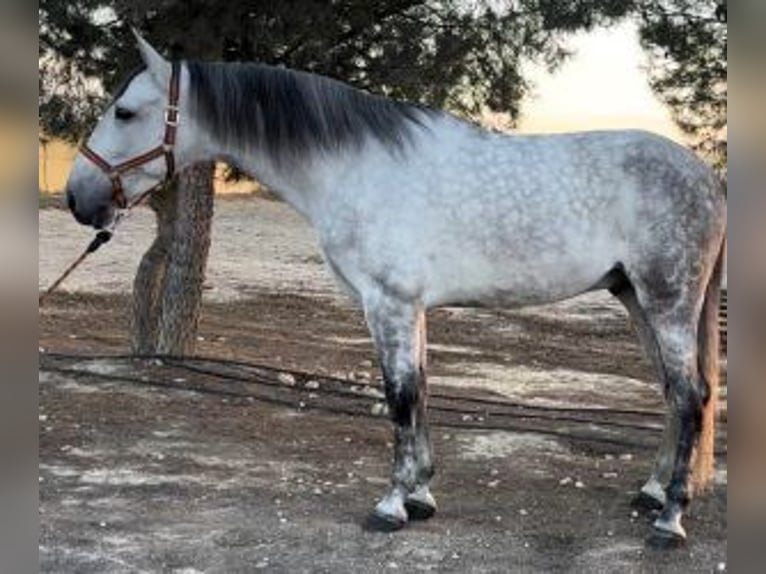 PRE Mix Gelding 6 years 17 hh Grey in Alicante/Alacant