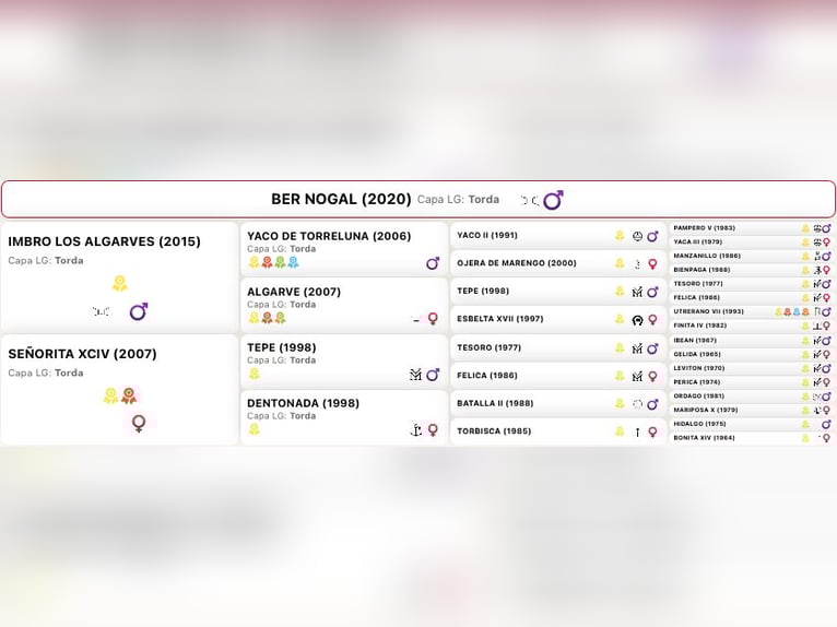 PRE Gelding 6 years 17 hh Grey in Pedro Valiente