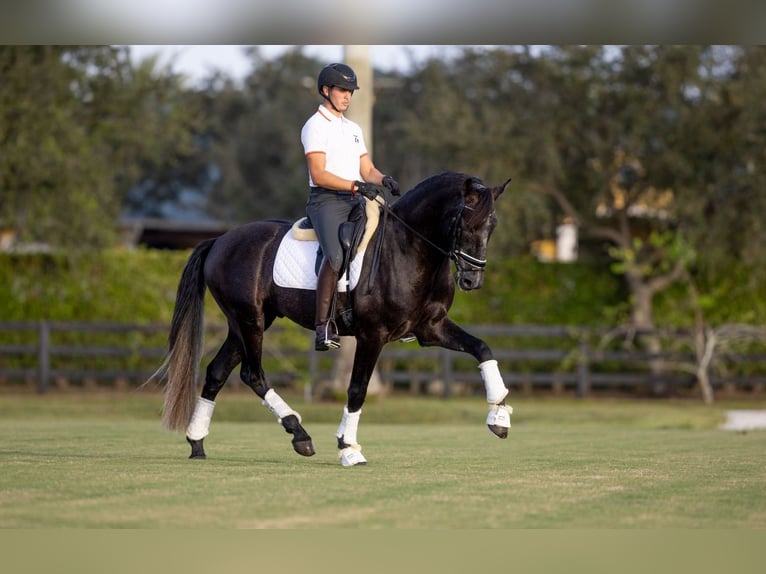 PRE Mix Gelding 6 years in Wellington