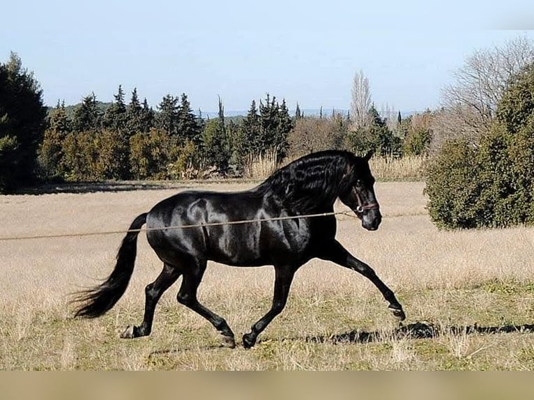 PRE Gelding 6 years in Beaumont-lès-Valence