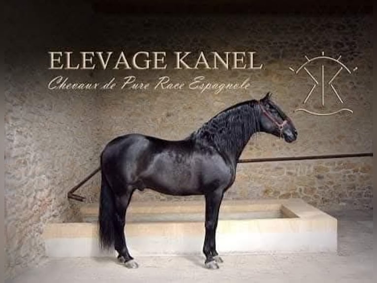 PRE Gelding 6 years in Beaumont-lès-Valence