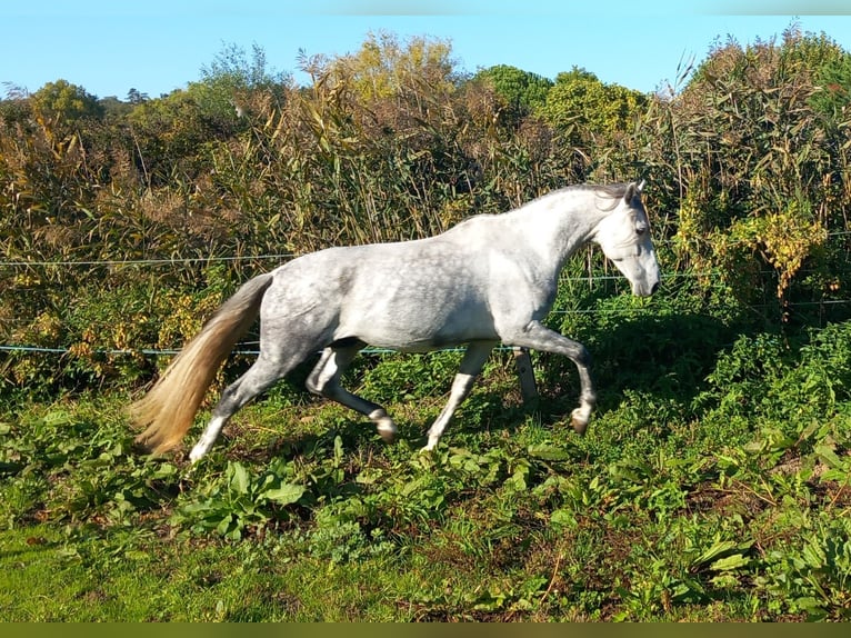 PRE Gelding 6 years in Beaumont-lès-Valence