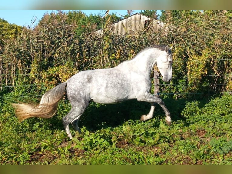 PRE Gelding 6 years in Beaumont-lès-Valence