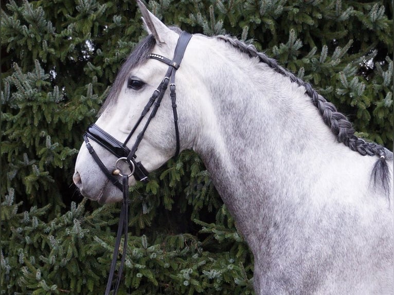 PRE Mix Gelding 6 years Gray in Polling