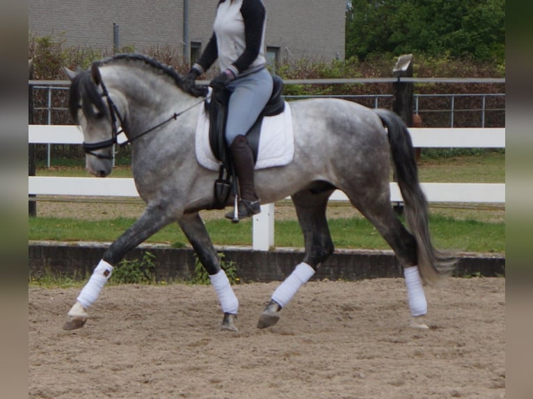 PRE Mix Gelding 6 years Gray in Polling